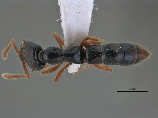 Fulakora agostii specimen ANTWEB1047718 image antweb1047718_1