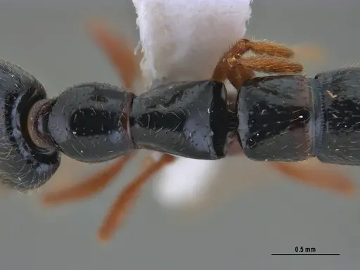 Fulakora agostii specimen ANTWEB1047718 image antweb1047718_2