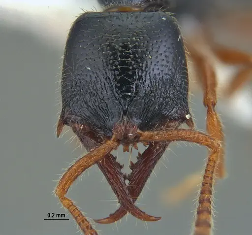 Fulakora agostii specimen ANTWEB1047718 image antweb1047718_3