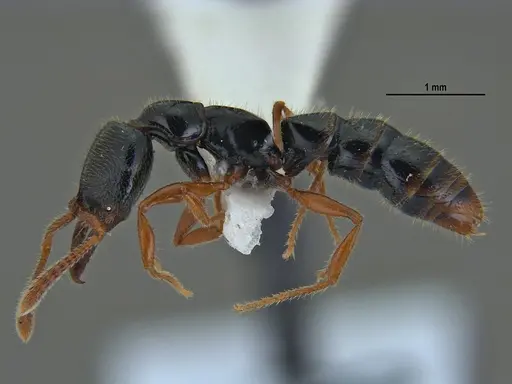 Fulakora agostii specimen ANTWEB1047718 image antweb1047718_5