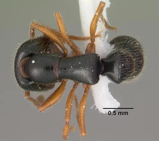Fulakora agostii specimen CASENT0102201 image casent0102201_1