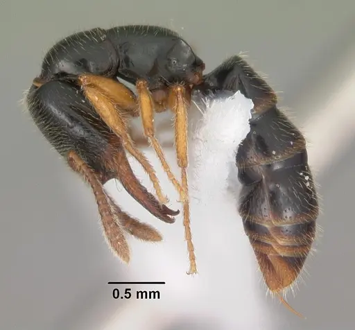 Fulakora agostii specimen CASENT0102201 image casent0102201_3