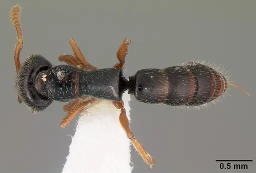 Fulakora armigera specimen CASENT0102197 image casent0102197_1