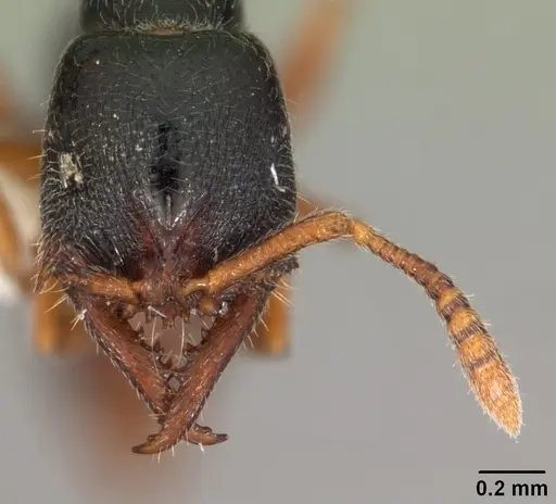 Fulakora armigera specimen CASENT0102197 image casent0102197_2