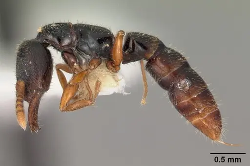 Fulakora armigera specimen CASENT0102197 image casent0102197_3