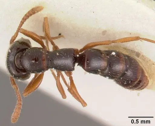 Fulakora armigera specimen CASENT0102512 image casent0102512_1