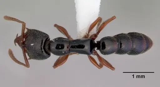 Fulakora armigera specimen CASENT0172399 image casent0172399_1