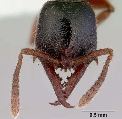 Fulakora armigera specimen CASENT0172399 image casent0172399_2