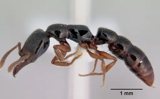 Fulakora armigera specimen CASENT0172399 image casent0172399_3