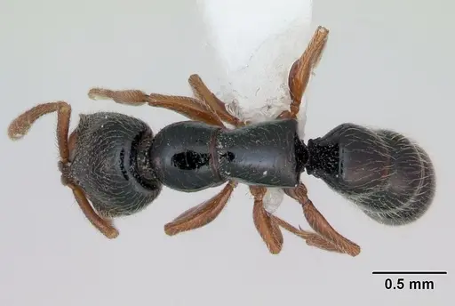 Fulakora armigera specimen CASENT0173503 image casent0173503_1