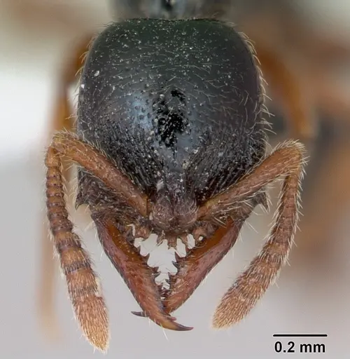 Fulakora armigera specimen CASENT0173503 image casent0173503_2