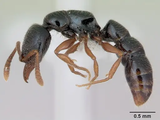 Fulakora armigera specimen CASENT0173503 image casent0173503_3