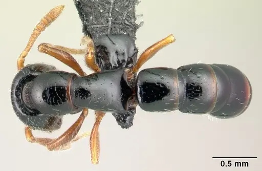 Fulakora armigera specimen CASENT0179452 image casent0179452_1