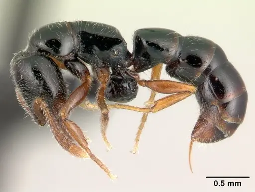 Fulakora armigera specimen CASENT0179452 image casent0179452_3