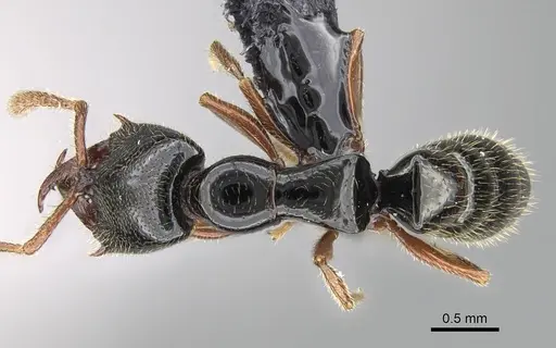 Fulakora armigera specimen CASENT0227932 image casent0227932_1