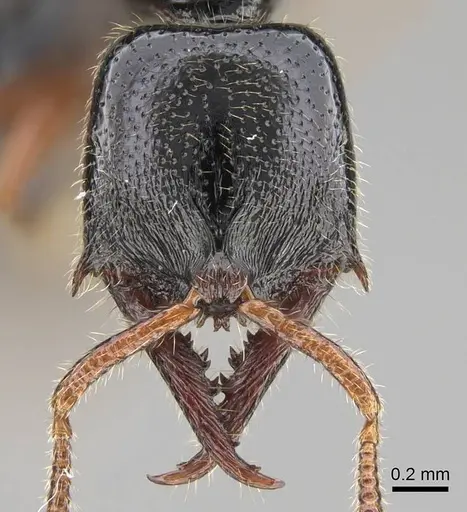 Fulakora armigera specimen CASENT0227932 image casent0227932_2