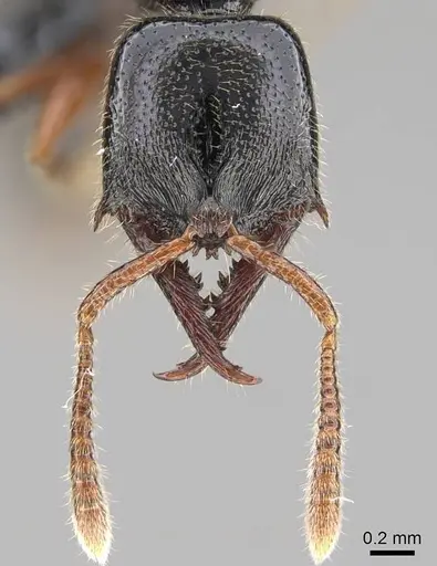 Fulakora armigera specimen CASENT0227932 image casent0227932_3