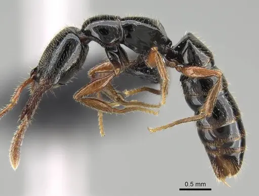 Fulakora armigera specimen CASENT0227932 image casent0227932_4