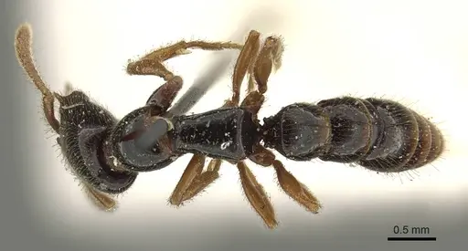 Fulakora armigera specimen CASENT0915647 image casent0915647_1