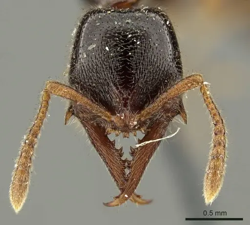 Fulakora armigera specimen CASENT0915647 image casent0915647_2