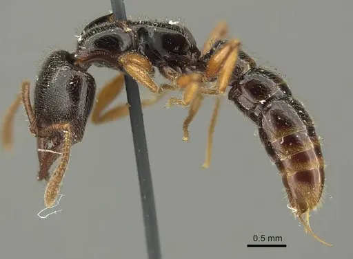 Fulakora armigera specimen CASENT0915647 image casent0915647_3