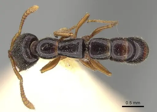 Fulakora armigera specimen CASENT0922076 image casent0922076_1