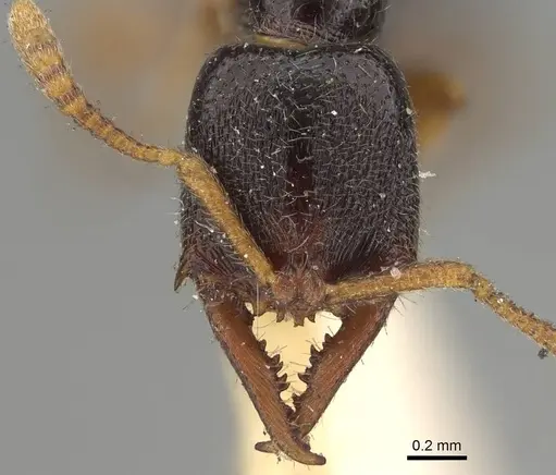 Fulakora armigera specimen CASENT0922076 image casent0922076_2