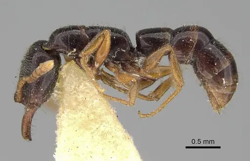 Fulakora armigera specimen CASENT0922076 image casent0922076_3