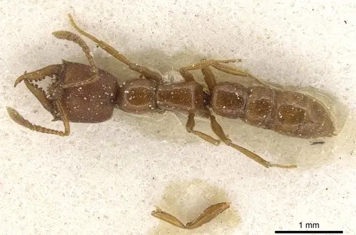 Fulakora bierigi specimen CASENT0915097 image casent0915097_1