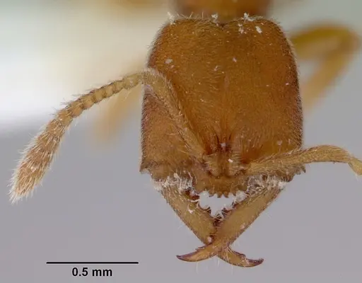 Fulakora celata specimen CASENT0172191 image casent0172191_2