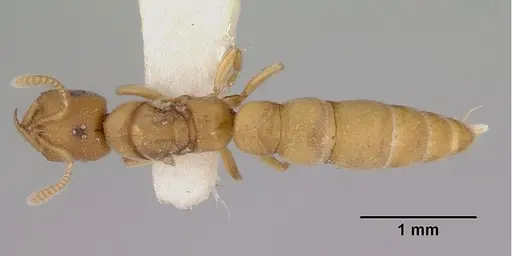 Fulakora celata specimen CASENT0172192 image casent0172192_1