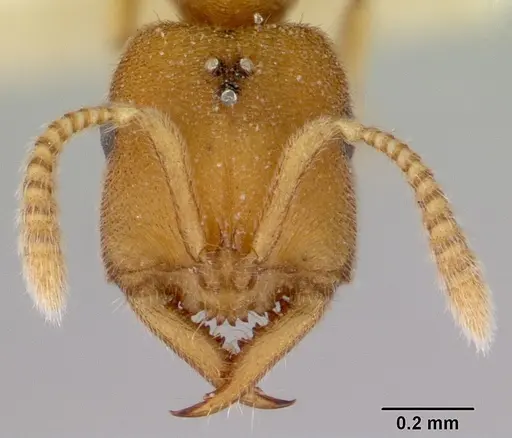 Fulakora celata specimen CASENT0172192 image casent0172192_2