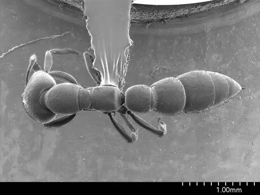 Fulakora chilensis specimen ANTWEB1008496 image antweb1008496_1