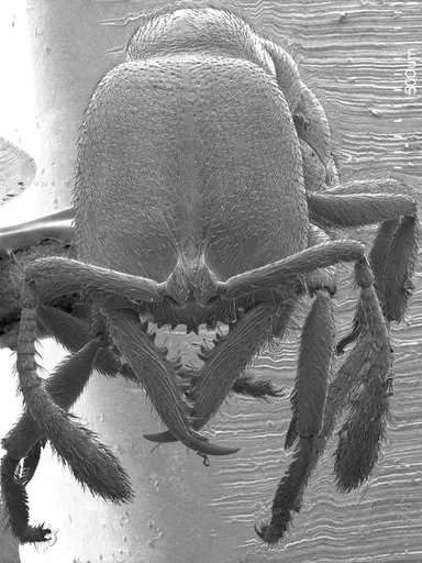 Fulakora chilensis specimen ANTWEB1008496 image antweb1008496_2