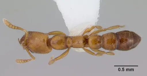 Fulakora chilensis specimen CASENT0172193 image casent0172193_1