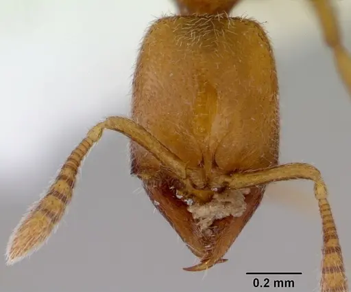 Fulakora chilensis specimen CASENT0172193 image casent0172193_2
