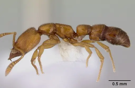 Fulakora chilensis specimen CASENT0172193 image casent0172193_3