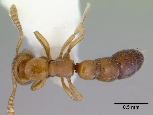 Fulakora chilensis specimen CASENT0172397 image casent0172397_1