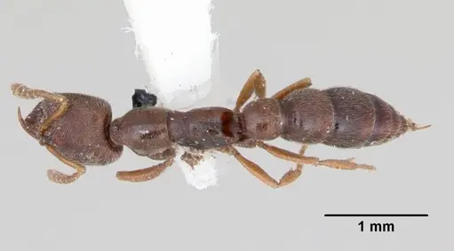 Fulakora chilensis specimen CASENT0172814 image casent0172814_1