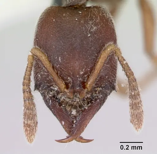 Fulakora chilensis specimen CASENT0172814 image casent0172814_2