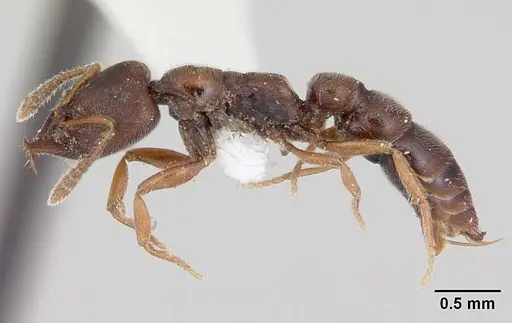 Fulakora chilensis specimen CASENT0172814 image casent0172814_3