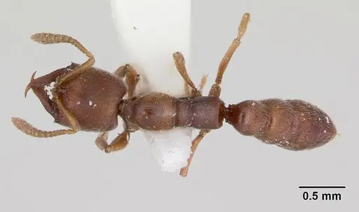 Fulakora chilensis specimen CASENT0172815 image casent0172815_1