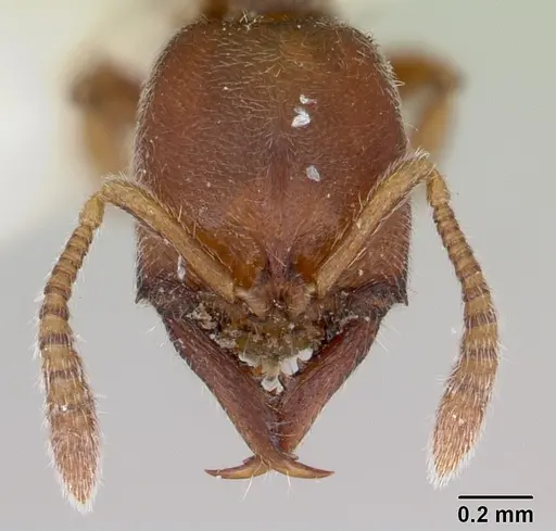 Fulakora chilensis specimen CASENT0172815 image casent0172815_2