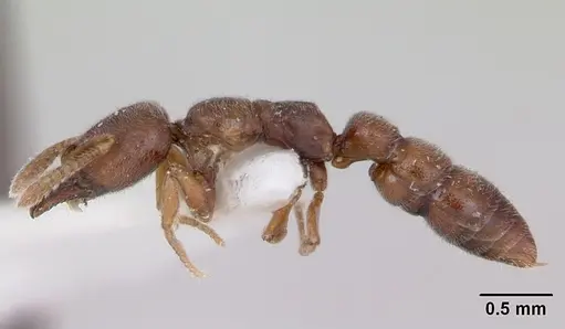 Fulakora chilensis specimen CASENT0172815 image casent0172815_3