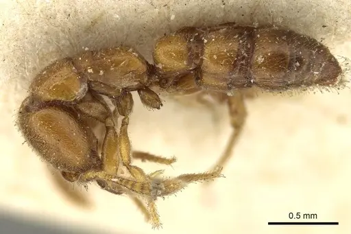 Fulakora chilensis specimen CASENT0915648 image casent0915648_3