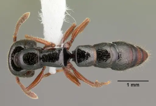 Fulakora cleae specimen CASENT0101452 image casent0101452_1