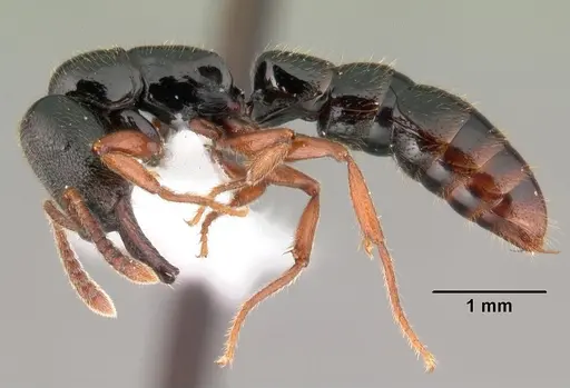 Fulakora cleae specimen CASENT0101452 image casent0101452_3