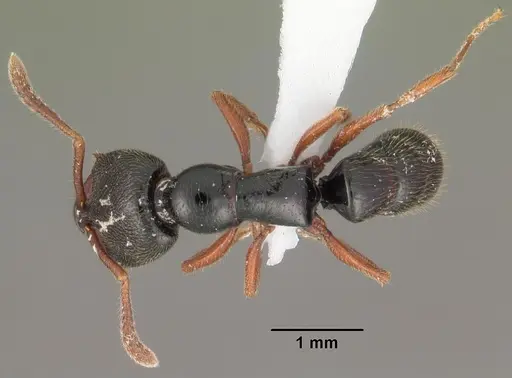 Fulakora cleae specimen CASENT0102202 image casent0102202_1