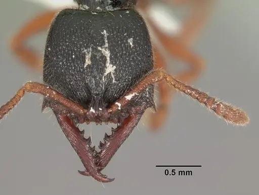 Fulakora cleae specimen CASENT0102202 image casent0102202_2