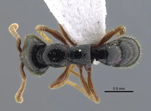 Fulakora cleae specimen IAVH-E-113758 image iavh-e-113758_1